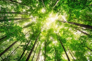 CO2-neutraal in Nederland en wereldwijd