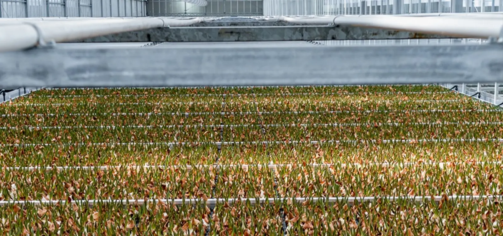 Condens 7000F + CC 8313 bij innovatieve tulpenkwekerij, Andijk